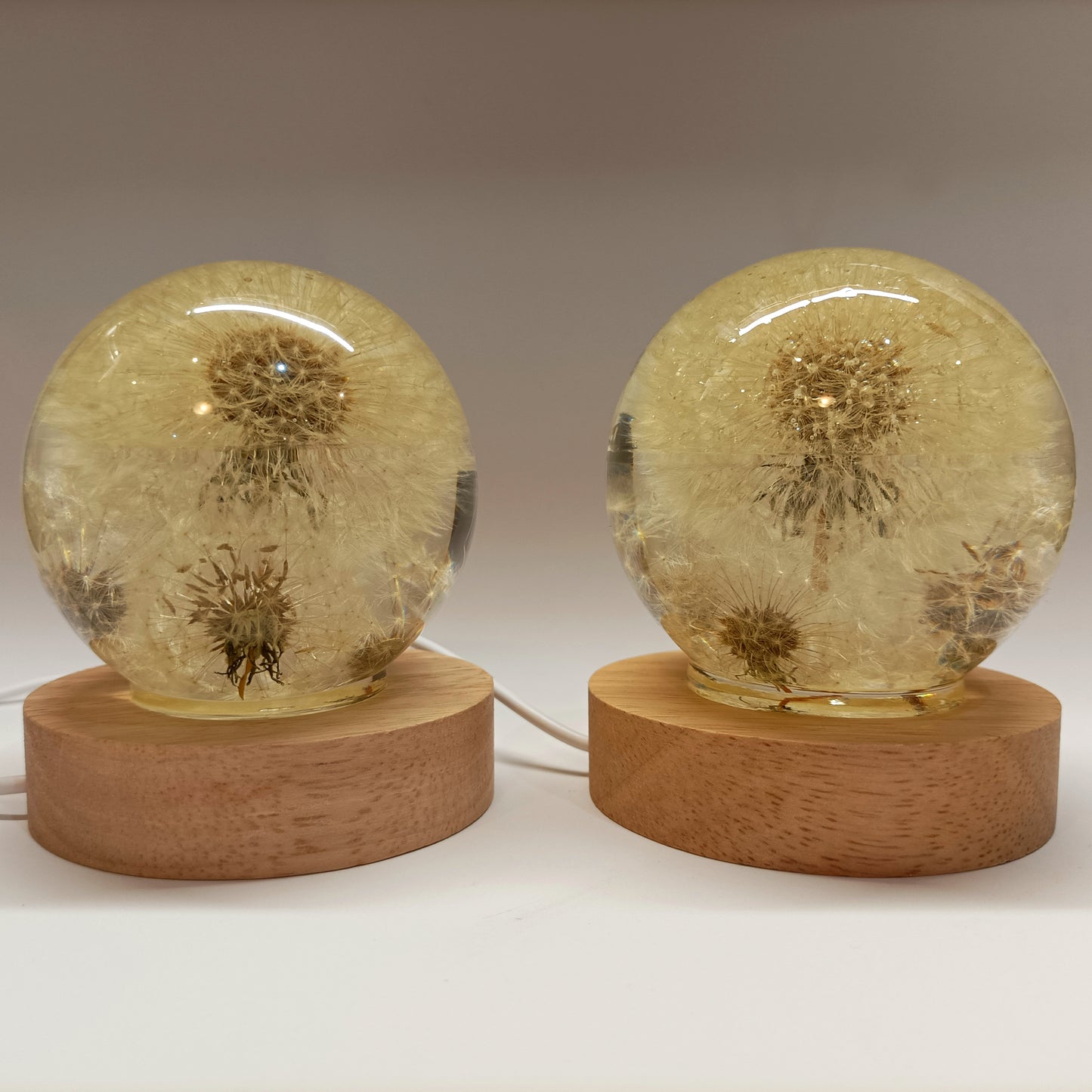 Resin lamps with dried white dandelions